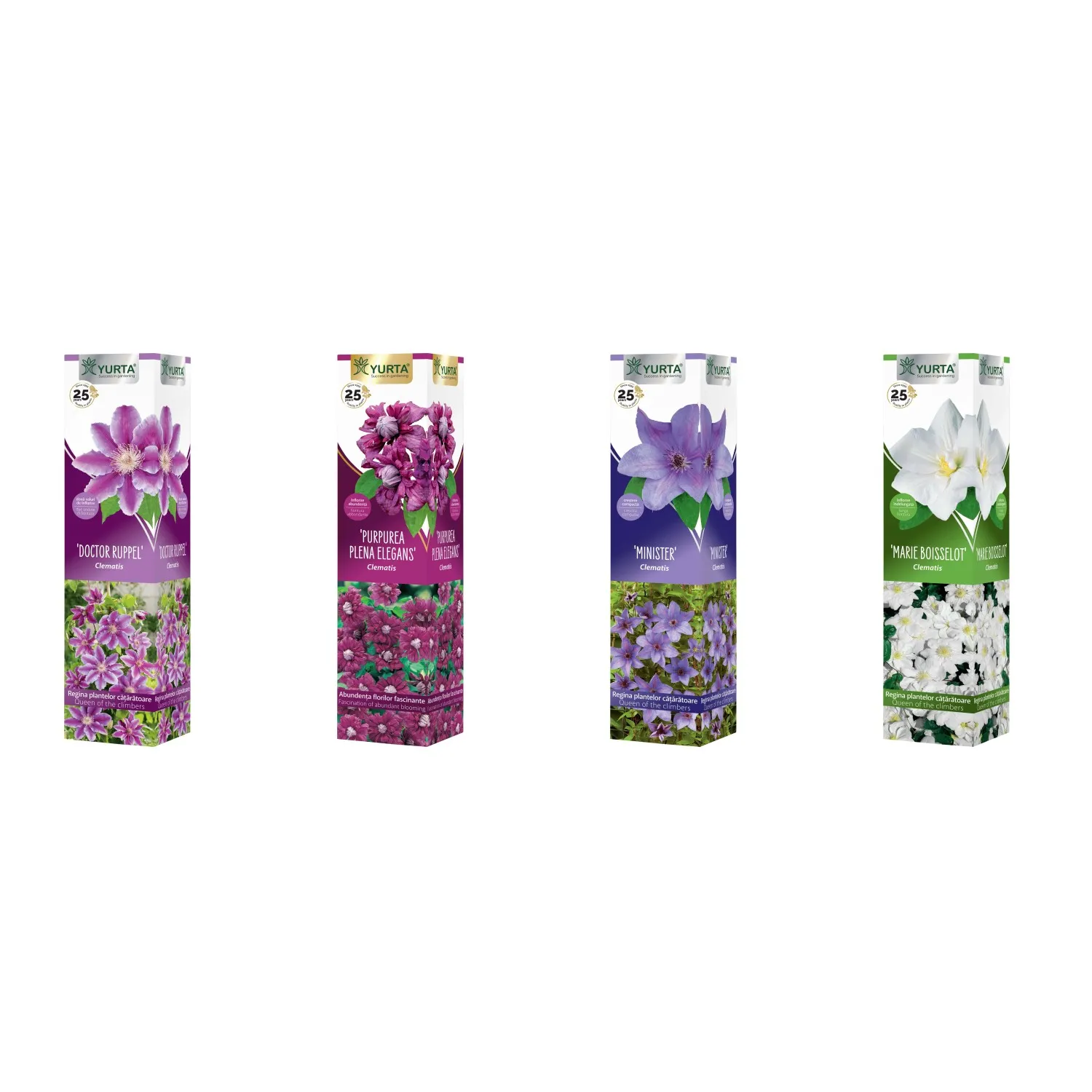 Clematis mix