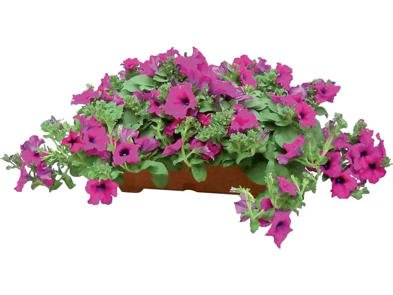 Surfinia vaschetta 40 cm